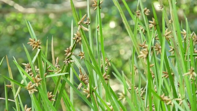 [4K] Triangular Club-rush (Schoenoplectiella triquetra) in Autumn Wetland: Swaying Sedges in Japan 【4K】初秋の湿原に群生するカンガレイ：秋風に揺れる花穂と、北国の澄んだ水辺の風景素材 撮影日：20240910-1
