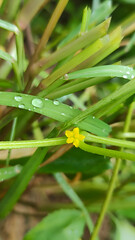 many water droplets on the green leaf and small yellow flower with focus and blurry green and brownish leafy background