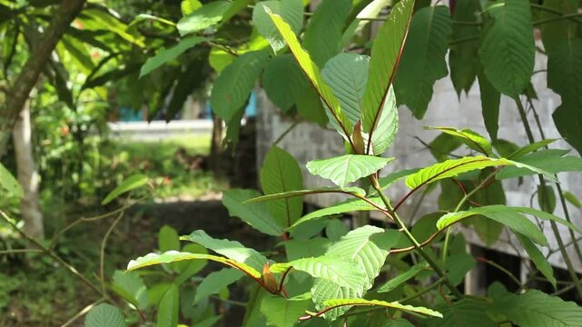 Kratom plant or leaves or Mitragyna speciosa in wild