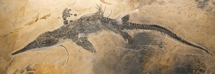 close up on ichthyosaur fossil © nd700