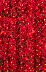 Christmas red artificial poinsettia decoration background