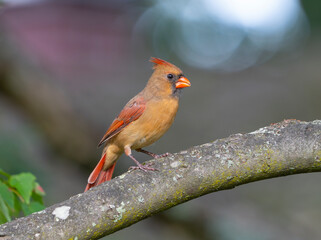 red cardinals standing on the tree trunk