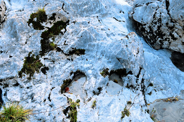 lichen on the stone
