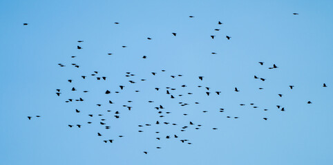 large flocks of bird flying in the blue sky