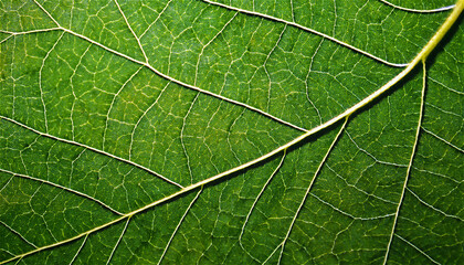 Obraz premium Ultra-precise close-up of green leaves showing vivid texture and complex stems