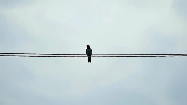 birds on a wire