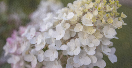 Close up of a white flower with pink petals
