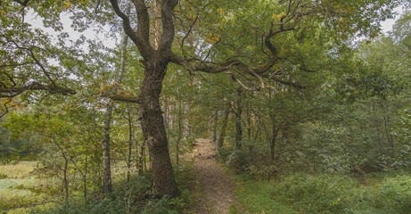 Path in a forest with a large tree in the middle
