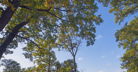 Tree with leaves is in the sky