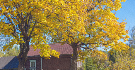 House with a red roof and a tree with yellow leaves in front of it