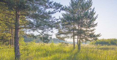 Field of trees with a bright blue sky in the background