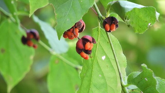 [4K] Euonymus oxyphyllus (Tsuribana) with Split Red Fruits: Beautiful Autumn Berries Hanging in Aomori, Japan 【4K】秋に色づくツリバナの実：赤い果実が割れて種子が吊り下がる、繊細で美しい自然の造形風景素材 自然風景素材 撮影日：20240918-1