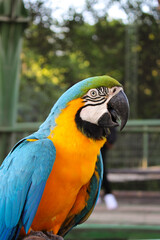 Macaw close up