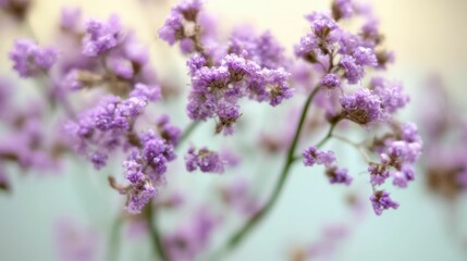 Obraz premium Close-up of purple wildflowers in soft sunlight, natural outdoor beauty, vibrant floral details