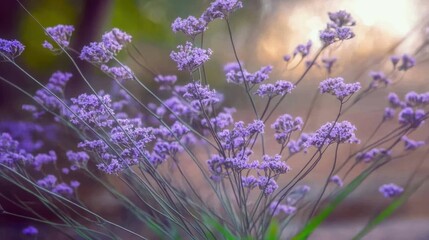 Naklejka premium Lavender field bouquet close-up indoors, elegant purple florals, calming and natural tones