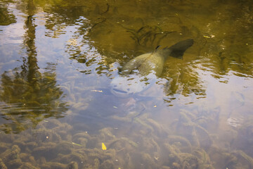 Fish in a pond
