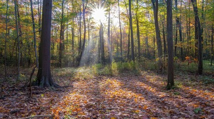 Sunlight filters through autumn trees illuminating colorful leaves scattered on the forest floor, creating a serene fall atmosphere.