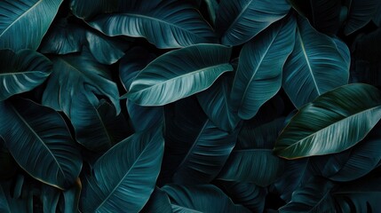 Lush tropical leaves arranged in a dark botanical background, featuring rich green tones and detailed textures in a horizontal layout.
