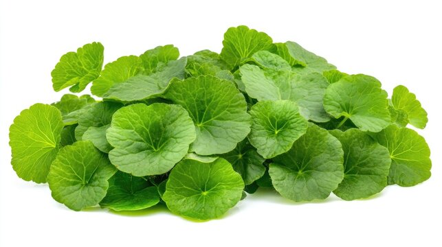 Brahmi herb leaves with vibrant green color, showcasing smooth, round leaves stacked against a clean white background.