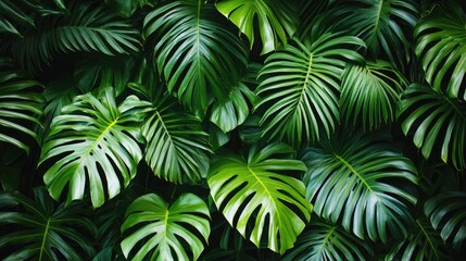 Lush green palm leaves form a vibrant jungle backdrop, creating a rich foliage-themed wallpaper that evokes a tropical atmosphere.
