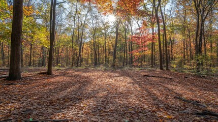 Fototapeta premium Sunlight filtering through vibrant autumn trees illuminating a carpet of colorful leaves on the forest floor in a serene fall setting.