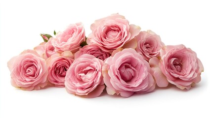 Obraz premium Delicate pink roses arranged attractively on a white backdrop, perfect for a romantic mockup card or invitation, emphasizing elegance and beauty.