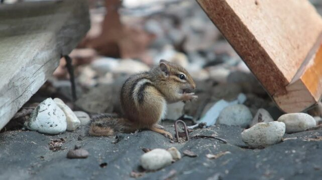 A cute small chipmunk holding a nut to his mouth and eating it.