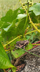 brown and light brown colored frog sitting on the green leaf 