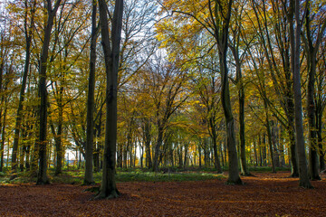 Naklejka premium autumn landscape - november forest, Germany