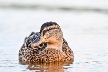 Wildlife of a female mallard (Anas platyrhynchos) with telephoto lens, duck at the lake with water and green forest in the background