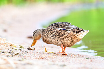 Wildlife of a female mallard (Anas platyrhynchos) with telephoto lens, duck at the lake with water and green forest in the background