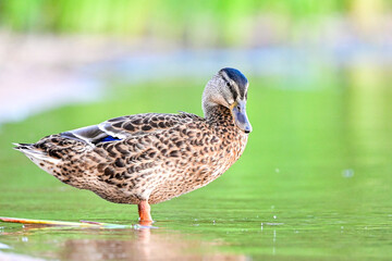 Wildlife of a female mallard (Anas platyrhynchos) with telephoto lens, duck at the lake with water and green forest in the background