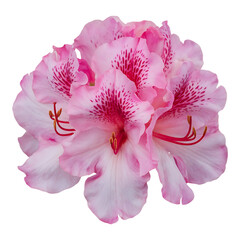 Naklejka premium Pink Azalea Close-Up