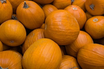 A lot of orange pumpkins, display of large pumpkins, Halloween. Autumn