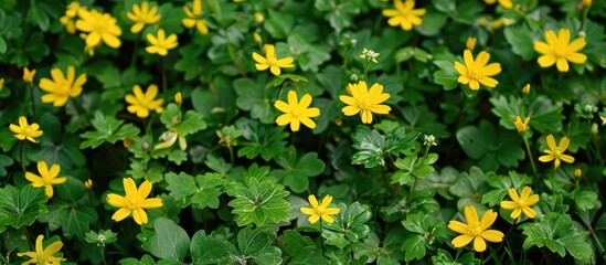 Obraz premium Yellow Flowers On Green Grass