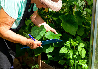 Naklejka premium Elderly Female Farmer Tending Plants on a Rural Garden Plot