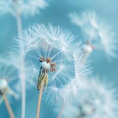 Dandelion on blue bokeh background.