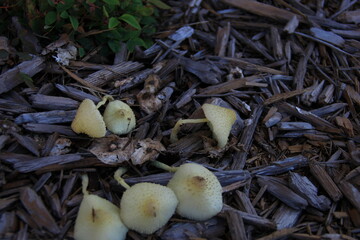 mushrooms in the woods