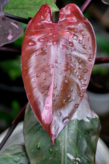 Philodendron , Philodendron Pink Princess or bicolor plant or pink leaf or brown leaf and rain droplet © jobrestful
