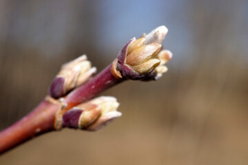 maple branch with buds in spring day