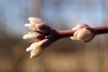 maple branch with buds closeup