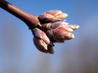 maple buds in spring closeup