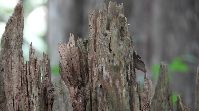 Cinematic Nature: Decaying Log in Hiba Conifer Forest, Sustainable Life Cycle and Spiritual Forest Background 森の記憶：ヒバの原生林に残された倒木。悠久の時を刻む森林風景と神秘的な木漏れ日のシネマティック映像 撮影日：20240912-1