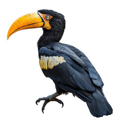 Obraz premium Toucan with vibrant beak, white isolate background