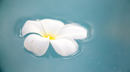 A Plumeria flower floats on the water in a pond. White tropical frangipani flower. Tropical landscape of beautiful plants and flowers. The concept of calm and tranquility.