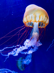 Vibrant jellyfish with delicate tentacles drifts gracefully in a serene blue aquatic environment