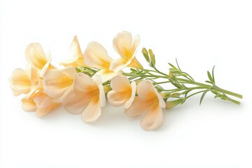 Fototapeta premium Light Peach Flowers with Stem.