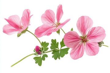Pink Wildflower Branch with Three Flowers and Buds.