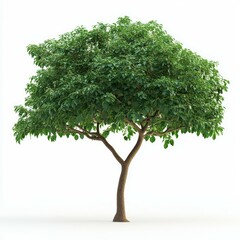 Obraz premium Green tree isolated on white background.