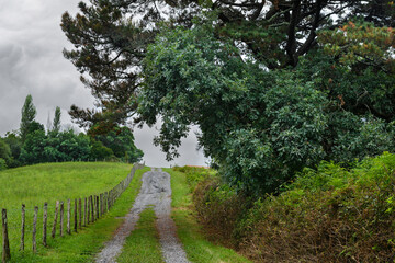 A path that emerges from the forest, winding through trees and dense undergrowth, ascending upward toward a sky filled with storm clouds.